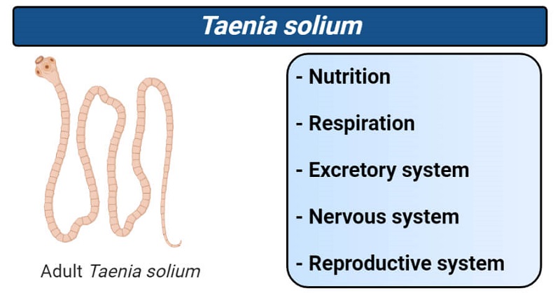 Sán dây lợn Teania solium thuộc giống sán dây Taenia